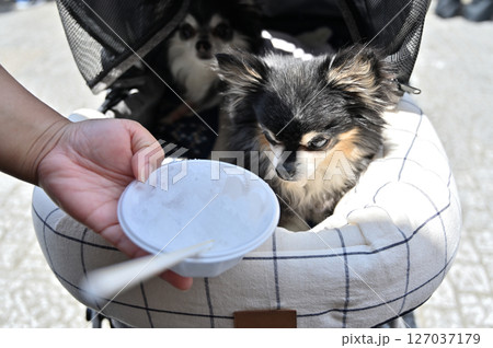 飼い主と一緒にかき氷を食べる愛犬　チワワ　夏の素材 127037179