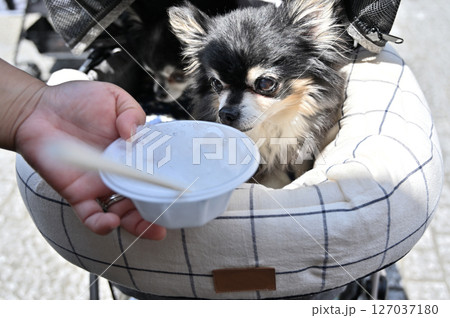 飼い主と一緒にかき氷を食べる愛犬　チワワ　夏の素材 127037180