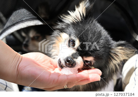 飼い主と一緒にかき氷を食べる愛犬 チワワ 夏の素材 飼い主と一緒にかき氷を食べる愛犬 チワワ 夏の素材 127037184