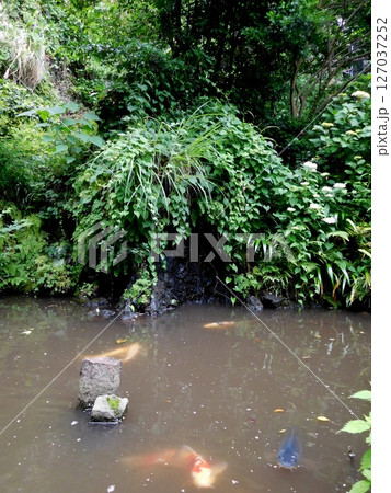 大綱金刀比羅神社 龍神池 コイ 大綱金刀比羅神社 龍神池 コイ 127037252