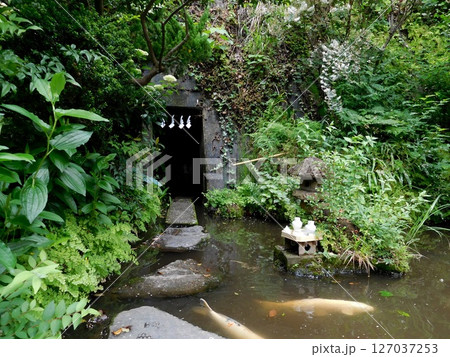 大綱金刀比羅神社 龍神池 コイ 大綱金刀比羅神社 龍神池 コイ 127037253