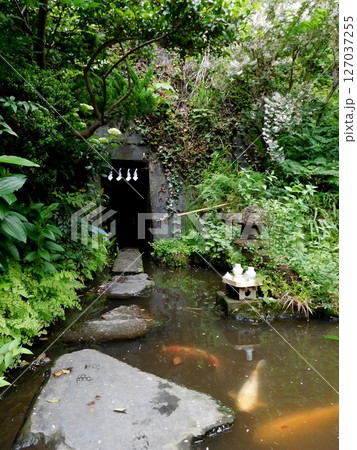 大綱金刀比羅神社 龍神池 コイ 大綱金刀比羅神社 龍神池 コイ 127037255