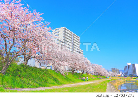 愛知県瀬戸市、瀬戸川沿いに咲く桜の風景 愛知県瀬戸市、瀬戸川沿いに咲く桜の風景 127037273