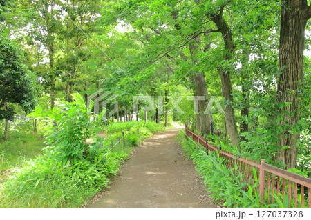 野火止用水沿いの小道　東大和市 127037328
