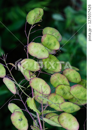 貨幣のようなゴウダソウ01 127037426