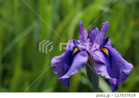 色とりどりに咲き人々の心を癒し続ける菖蒲の花たち 色とりどりに咲き人々の心を癒し続ける菖蒲の花たち 127037639