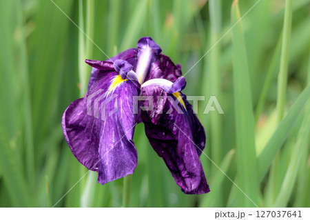 色とりどりに咲き人々の心を癒し続ける菖蒲の花たち 127037641