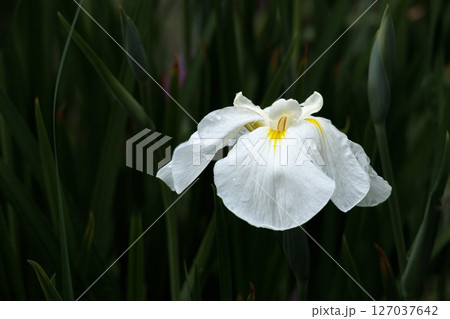 色とりどりに咲き人々の心を癒し続ける菖蒲の花たち 127037642