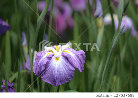 色とりどりに咲き人々の心を癒し続ける菖蒲の花たち 127037689