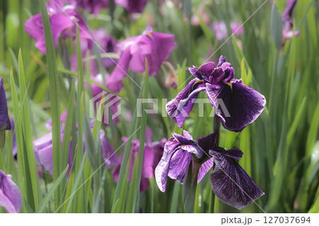 色とりどりに咲き人々の心を癒し続ける菖蒲の花たち 127037694