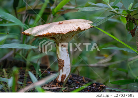 大きな傘のようなキノコ 大きな傘のようなキノコ 127037695