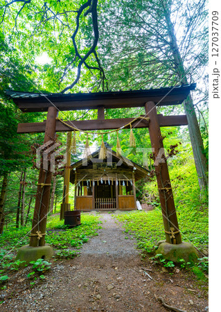 長野県 諏訪大社の風景 127037709