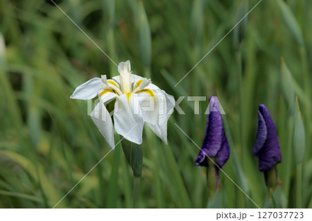 色とりどりに咲き人々の心を癒し続ける菖蒲の花たち 127037723