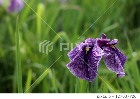 色とりどりに咲き人々の心を癒し続ける菖蒲の花たち 色とりどりに咲き人々の心を癒し続ける菖蒲の花たち 127037726