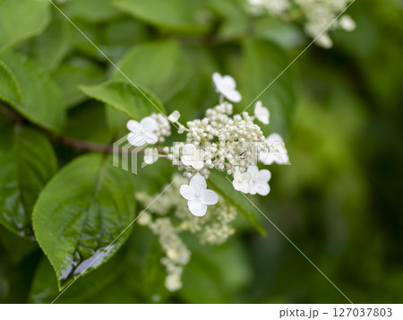 水滴が付いた白い紫陽花 127037803