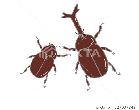 オスとメスのカブトムシのイラスト 127037848