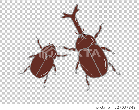 オスとメスのカブトムシのイラスト 127037848