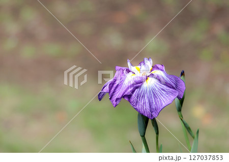 色とりどりに咲き人々の心を癒し続ける菖蒲の花たち 色とりどりに咲き人々の心を癒し続ける菖蒲の花たち 127037853