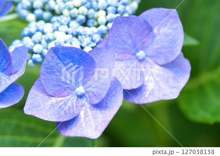 雨に濡れた紫陽花の花 雨に濡れた紫陽花の花 127038138