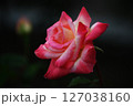 薔薇 127038160