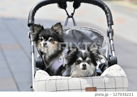 愛犬と小江戸川越でお散歩　（埼玉県・川越市）チワワ 127038221