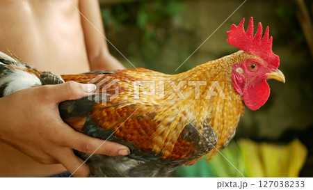 Filipino rooster cock for cockfighting farm, bird fighting spur, inspects before buying. Beautiful eyes and colorful farming feathers, cock tied spurs held breeding man leash, brutal cries sport game Filipino rooster cock for cockfighting farm, bird fighting spur, inspects before buying. Beautiful eyes and colorful farming feathers, cock tied spurs held breeding man leash, brutal cries sport game 127038233