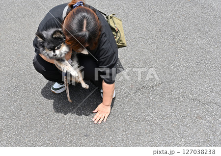 お散歩前に地面の温度を手で確認する飼い主の女性　夏素材　チワワ 127038238