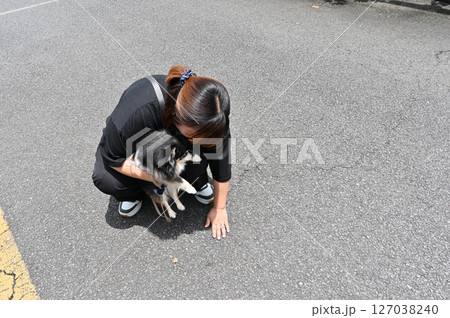 お散歩前に地面の温度を手で確認する飼い主の女性　夏素材　チワワ 127038240