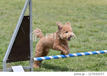 ドッグランで遊ぶトイプードル 127038357