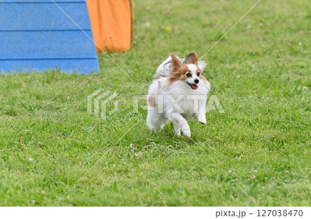 ドッグランで遊ぶパピヨン 127038470