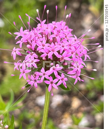 可愛らしいピンク色の花 可愛らしいピンク色の花 127038545