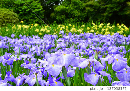 ハナショウブが咲き誇る城北菖蒲園の風景（大阪市旭区） 127038575
