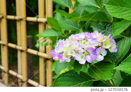 開花し始めたアジサイの花 開花し始めたアジサイの花 127038576