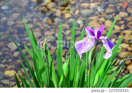ハナショウブ（大阪・城北菖蒲園） 127038583