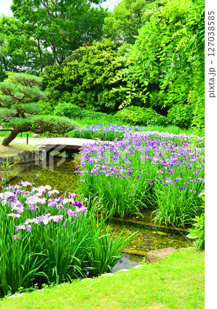 ハナショウブが咲き誇る城北菖蒲園の風景（大阪市旭区） 127038585