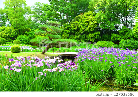 ハナショウブが咲き誇る城北菖蒲園の風景(大阪市旭区) ハナショウブが咲き誇る城北菖蒲園の風景(大阪市旭区) 127038586