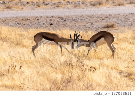 Two fighting Thompsons Gazelles Two fighting Thompsons Gazelles 127038611