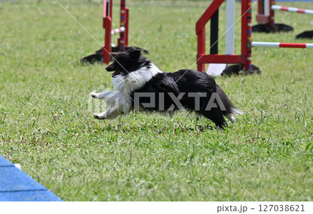 ドッグランで遊ぶシェルティ　（シェットランドシープドッグ） 127038621