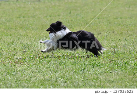 ドッグランで遊ぶシェルティ (シェットランドシープドッグ) ドッグランで遊ぶシェルティ (シェットランドシープドッグ) 127038622