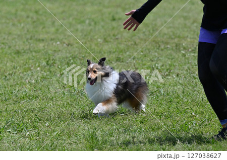 ドッグランで遊ぶシェルティ　（シェットランドシープドッグ） 127038627