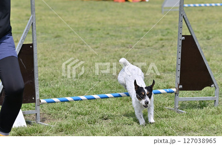 ドッグランで遊ぶジャックラッセルテリア 127038965
