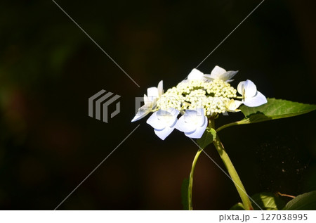 白色の変わりアジサイ 127038995