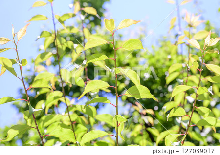 爽やかな新緑イメージ 爽やかな新緑イメージ 127039017