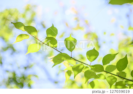 爽やかな新緑イメージ 127039019