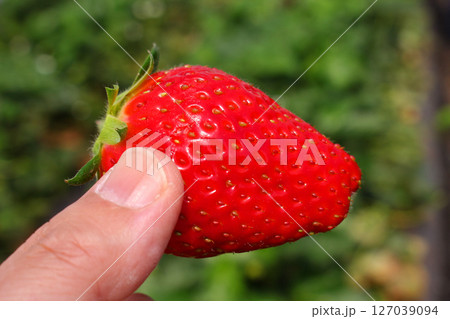 手に乗せた苺 127039094
