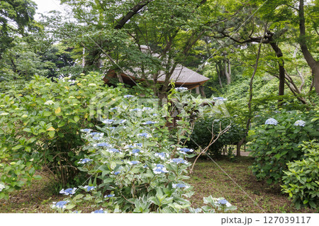 梅雨の三渓園・三渓園 127039117