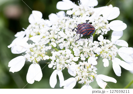 アカスジカメムシ アカスジカメムシ 127039211