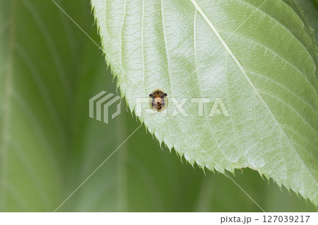 イチモンジカメノコハムシ 127039217