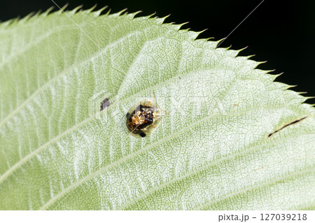 イチモンジカメノコハムシ 127039218