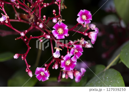 スターフルーツの花 127039250